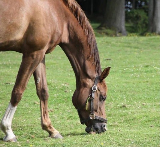 Spring into action this April : Elevate your equine care routine and let your horse shine