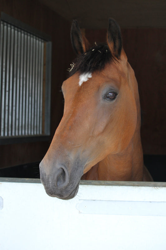 Box Rest Boredom Busters: 10 Ways to Keep Your Horse Happy and Calm