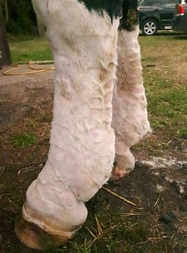 Equine Lymphoedema: What It Is and How to Manage It