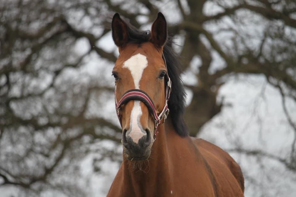 Understanding Equine Sensitivity Through Hair Testing: A Non-Invasive Approach