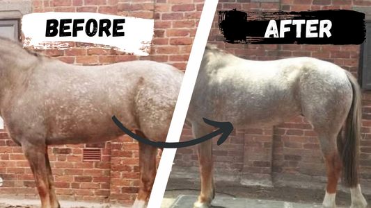 body of horse before and after weight loss