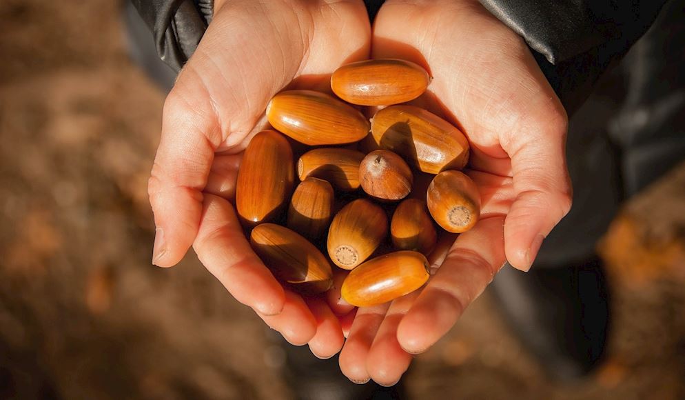 Acorn Poisoning in Horses: How to Keep Your Horse Safe This Autumn