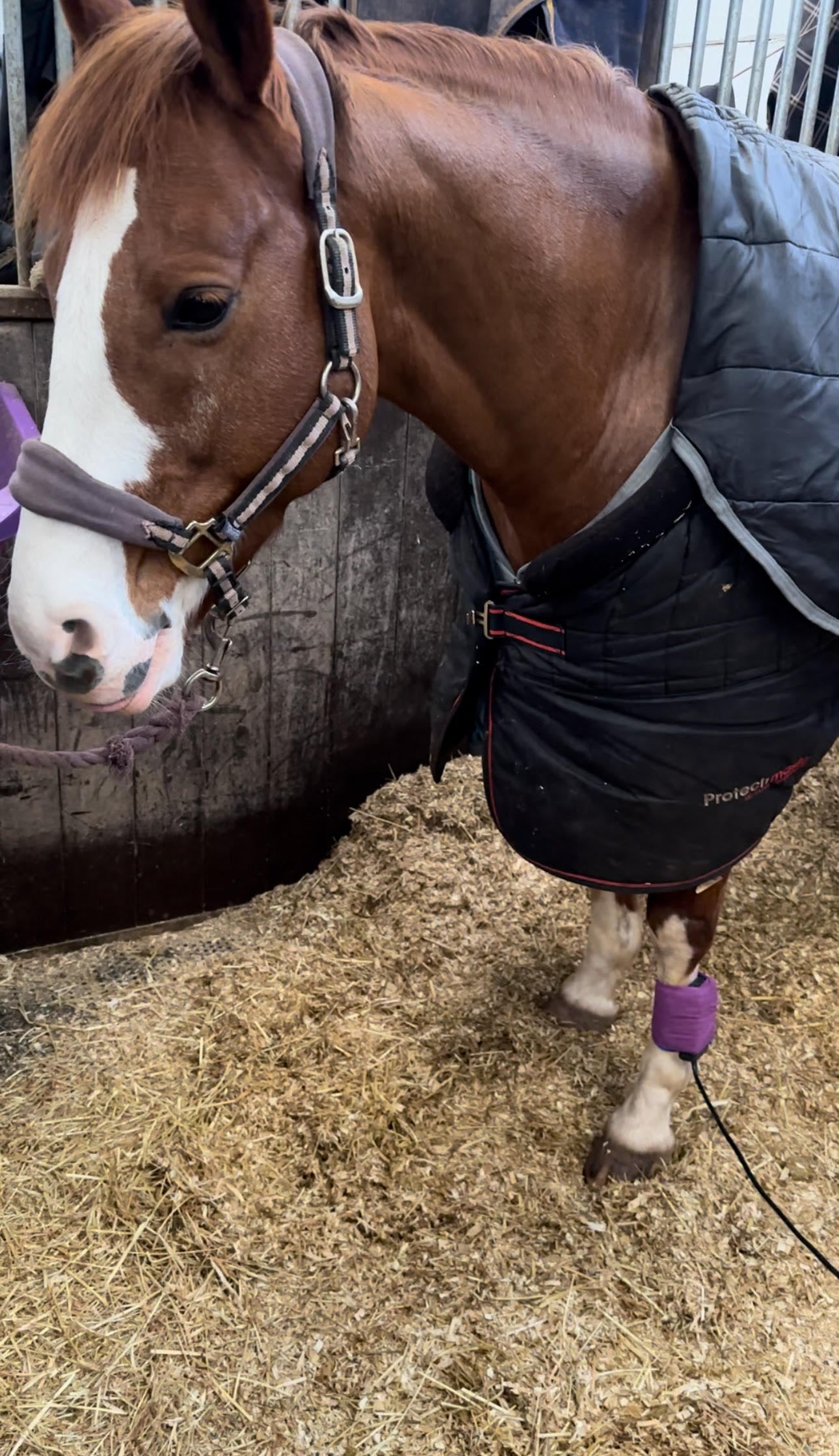 Días de fisioterapia para estudiantes veterinarios con un 50 % de descuento