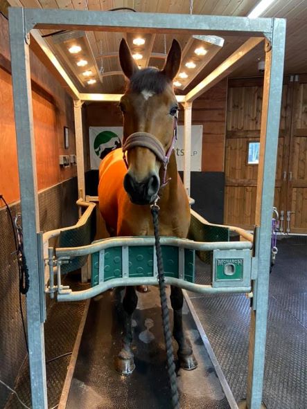 Combi Floor Vibration and PEMF Therapy Combines PEMF and/or vibration - Soft tissue injuries - Bone and hoof problems - Improves circulation - Aids recovery - Speeds up rehabilitative processes - Develops muscle tone