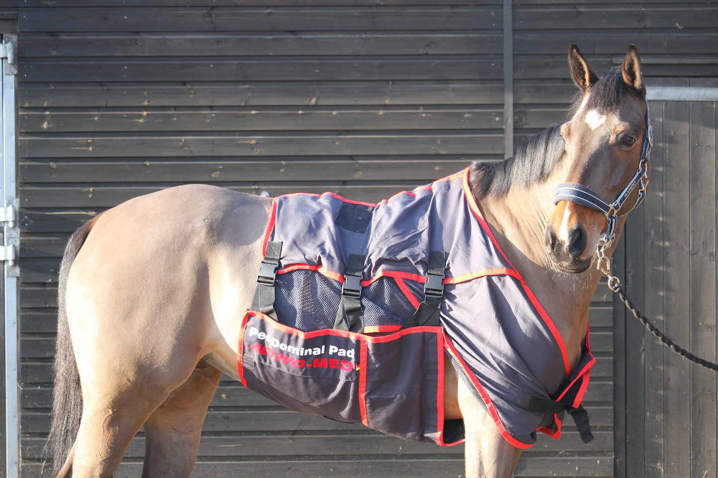 PECDOMINAL PAD SESSION - ROOKERY EQUINE LTD