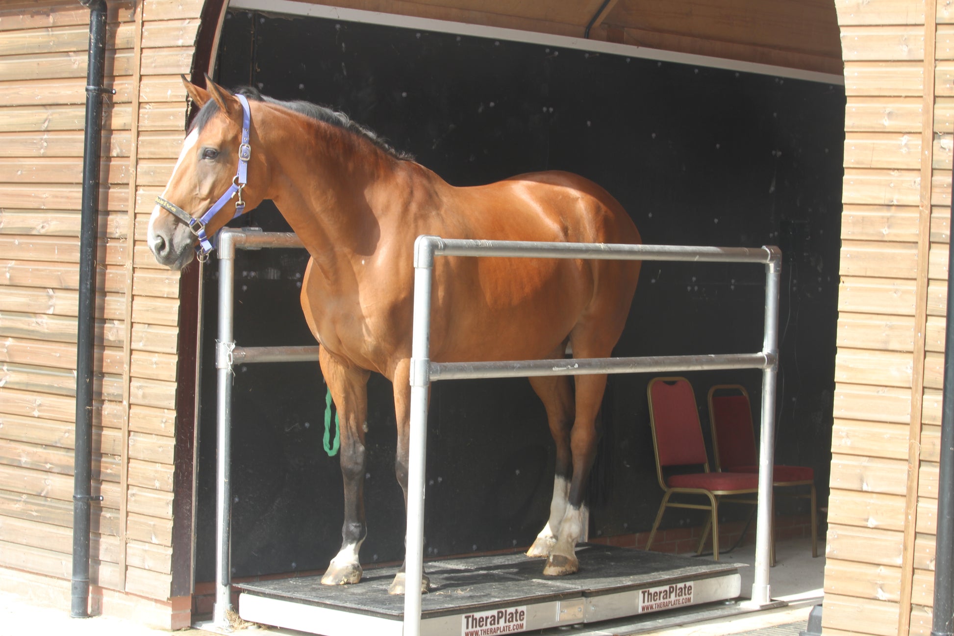 Thera Plate - For prevention and acceleration in the healing of injuries. wave vortex therapy produces involuntary muscle contractions to increase blood flow throughout the body. Rookery Equine offers rental services on the Thera Plate,. therefore can be used for a number of horses on your yard
