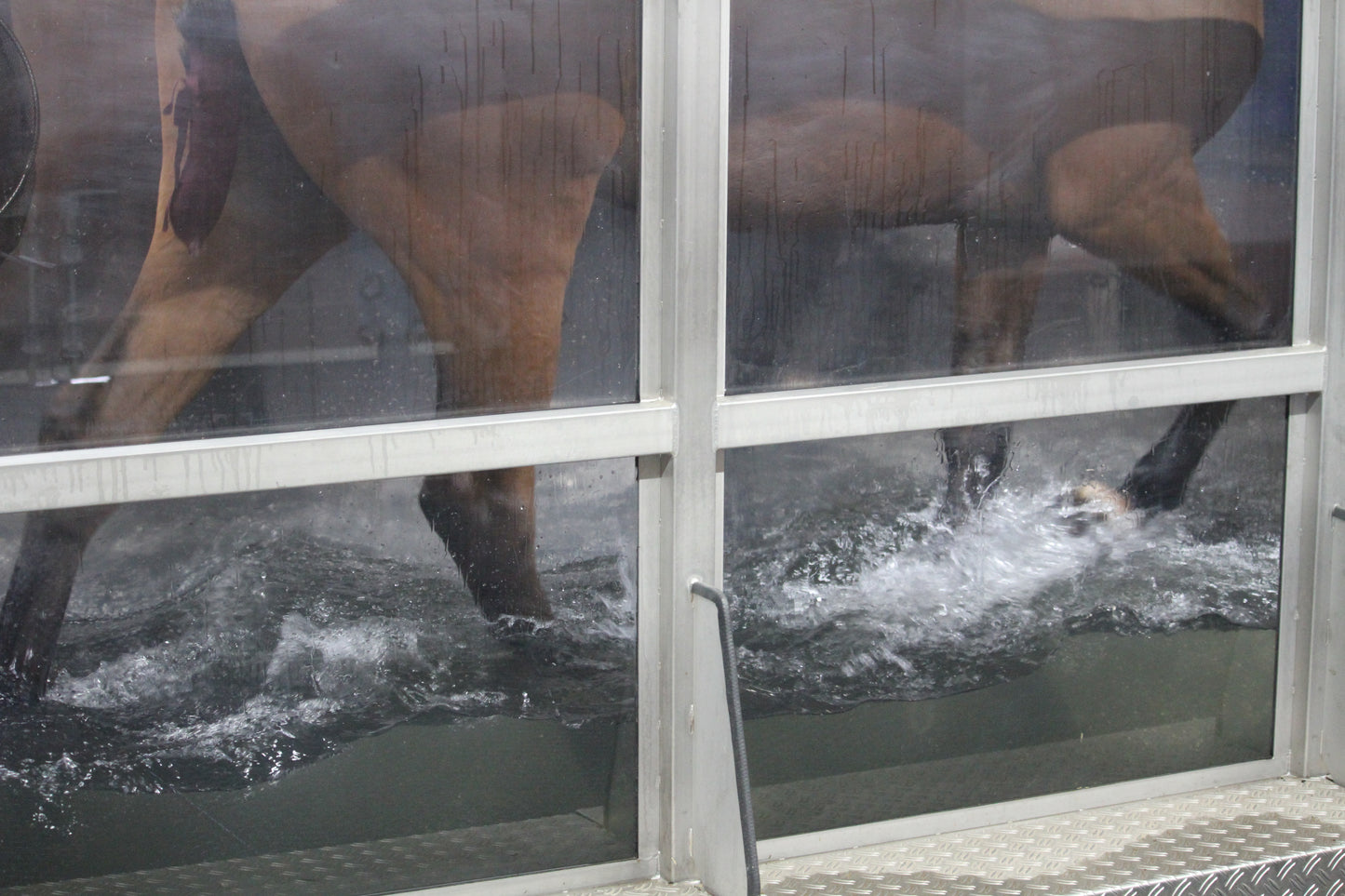 Water Treadmill - a great way to improve your horses fitness without the concussion on their lower limbs. Also good for horses on rehabilitation being slowly brought back into work