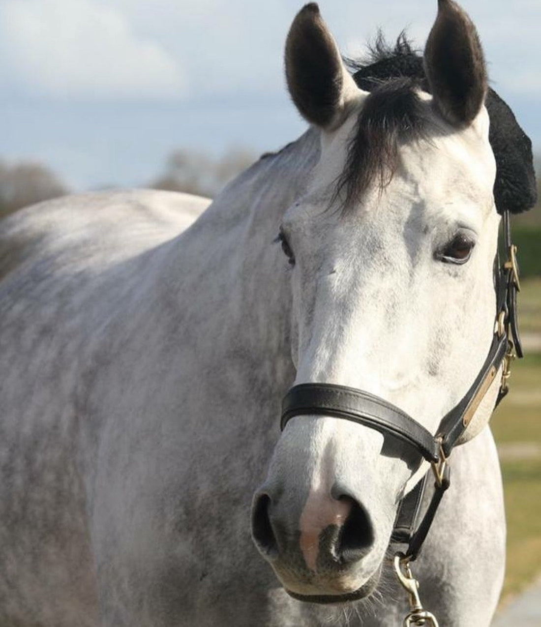 Shedding Season: Helping Your Horse Transition Smoothly