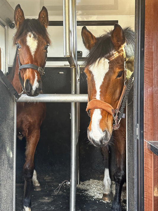 Travelling your horse in hot weather: Essential guidelines and tips for keeping them cool