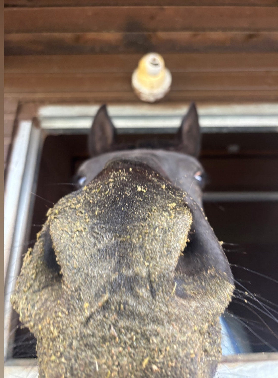 🌞 How to Keep Your Horses Cool During High Temperatures