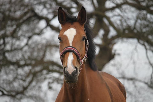 Understanding Equine Sensitivity Through Hair Testing: A Non-Invasive Approach