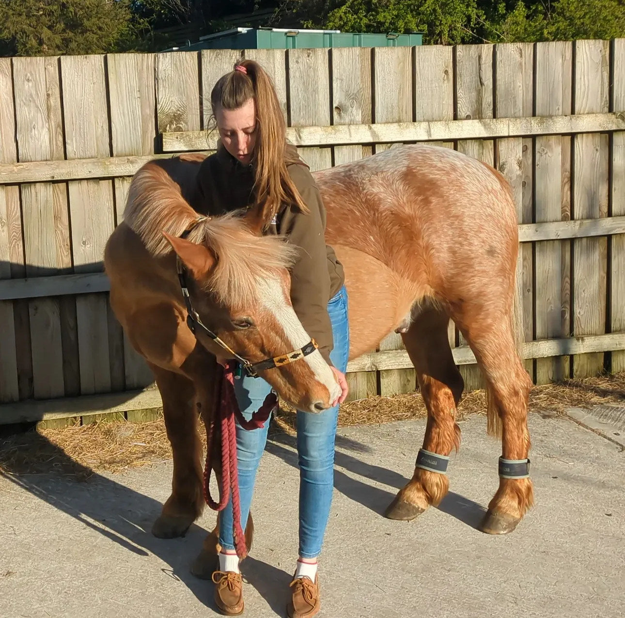 Equine Rehabilitation Programs – Tailored Support from Start to Soundness