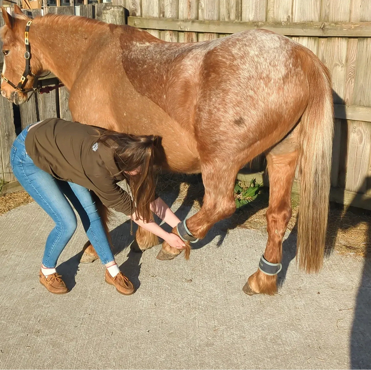 Equine Rehabilitation Programs – Tailored Support from Start to Soundness