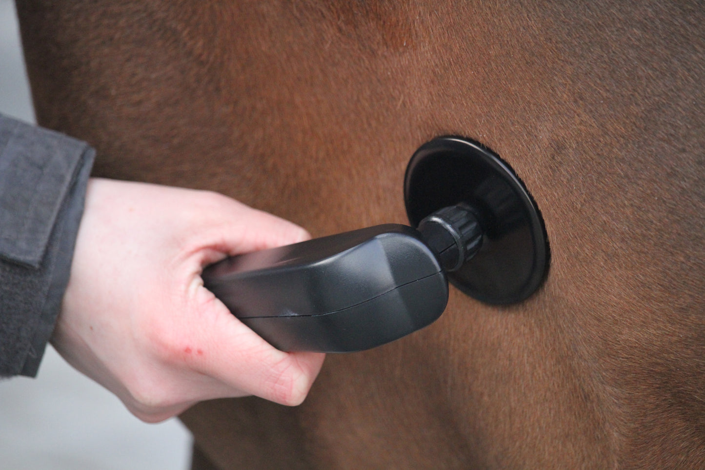 AN INTRODUCTION TO EQUINE TECAR THERAPY ONLINE COURSE