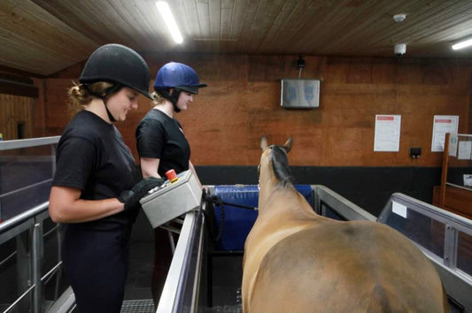 THE PRINCIPLES OF EQUINE HYDROTHERAPY CPD WORKSHOP