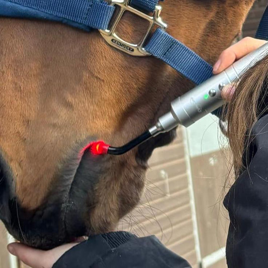 rookery equine ltd