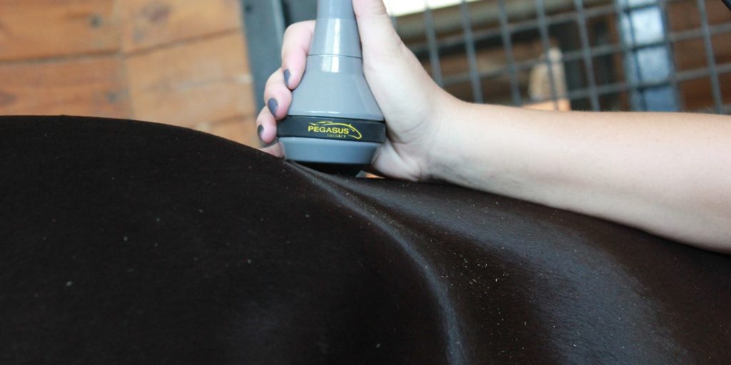 CLASS IV MEDICAL GRADE LASER THERAPY SESSION - ROOKERY EQUINE LTD