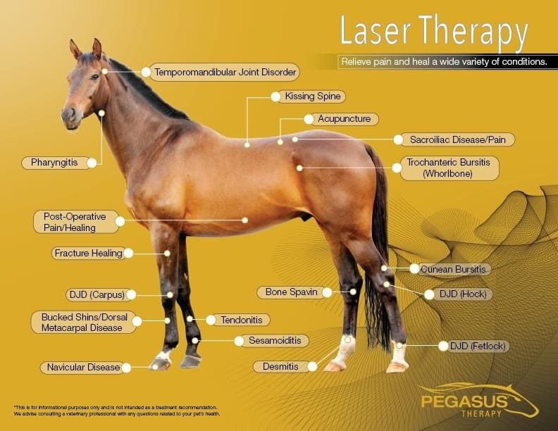 CLASS IV MEDICAL GRADE LASER THERAPY SESSION - ROOKERY EQUINE LTD