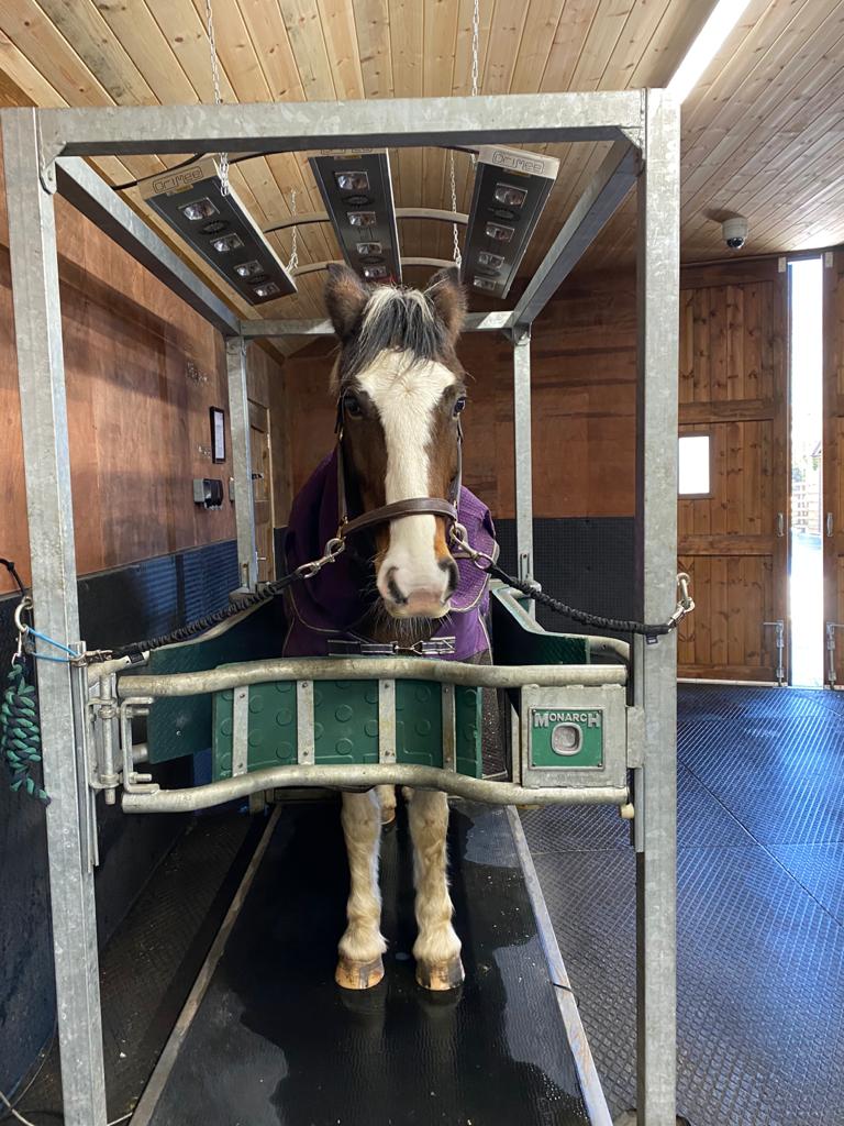 Horse water treadmill for sale sale