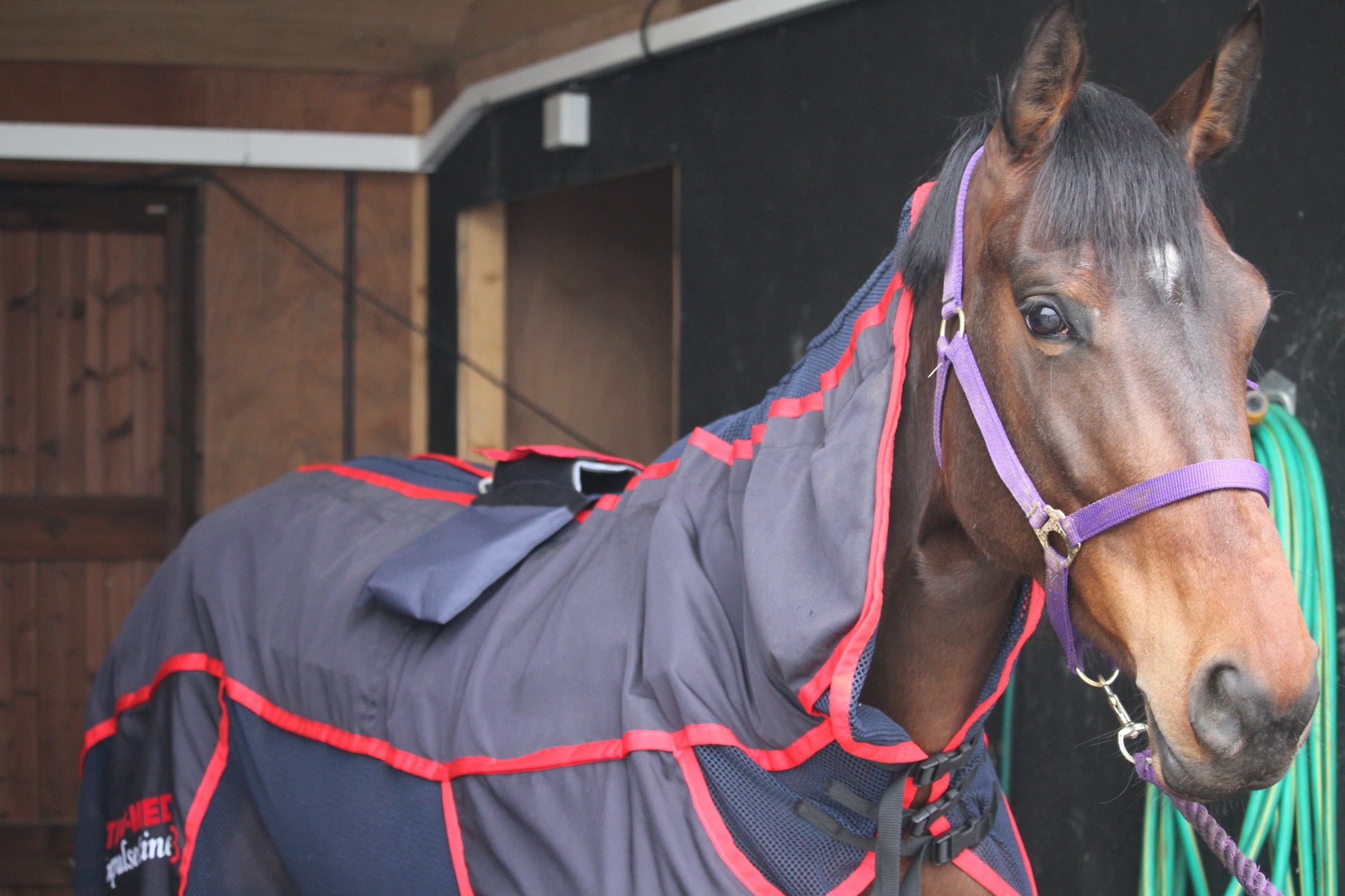 MASSAGE & PEMF RUG SESSION - ROOKERY EQUINE LTD