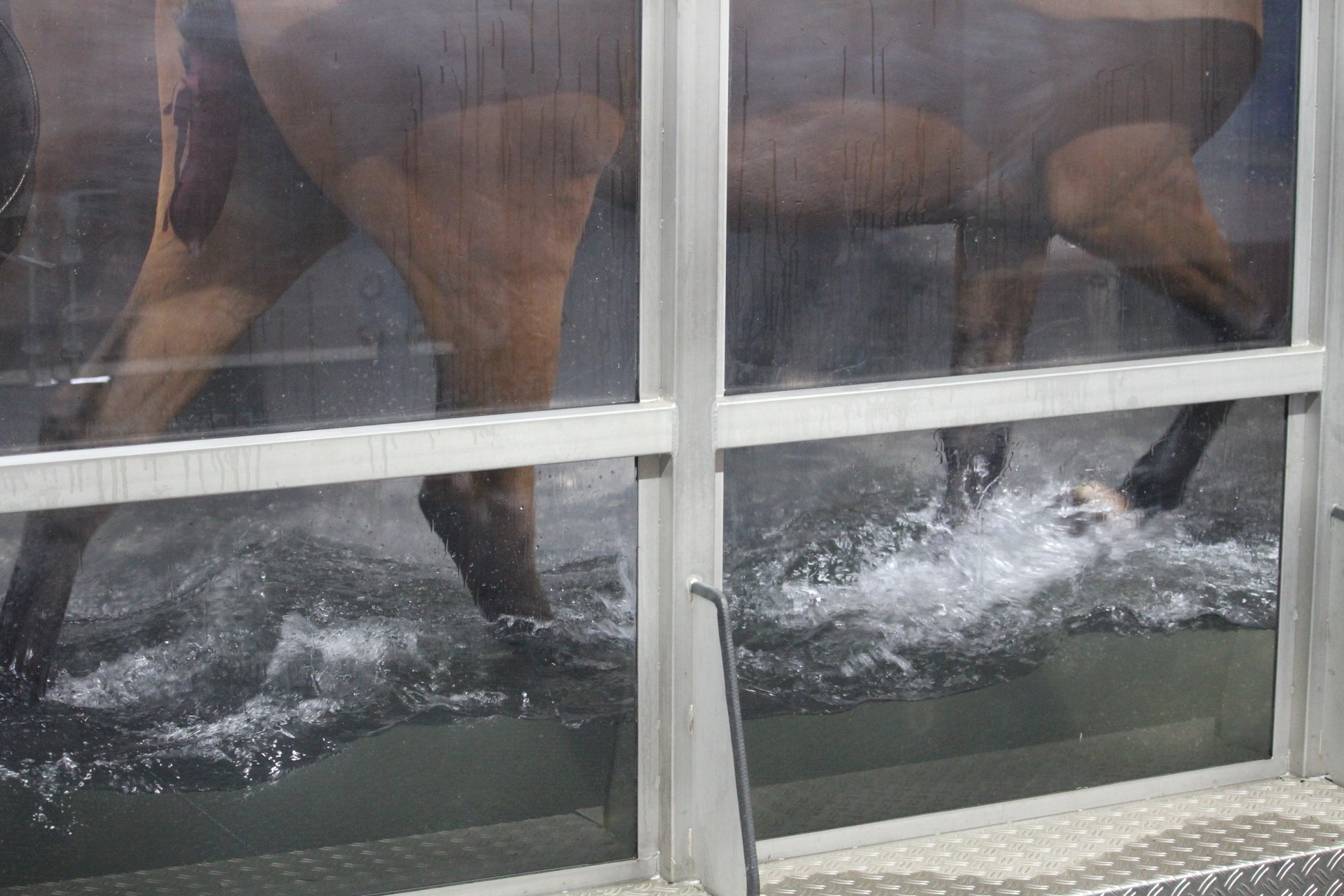 Water Treadmill - a great way to improve your horses fitness without the concussion on their lower limbs. Also good for horses on rehabilitation being slowly brought back into work 